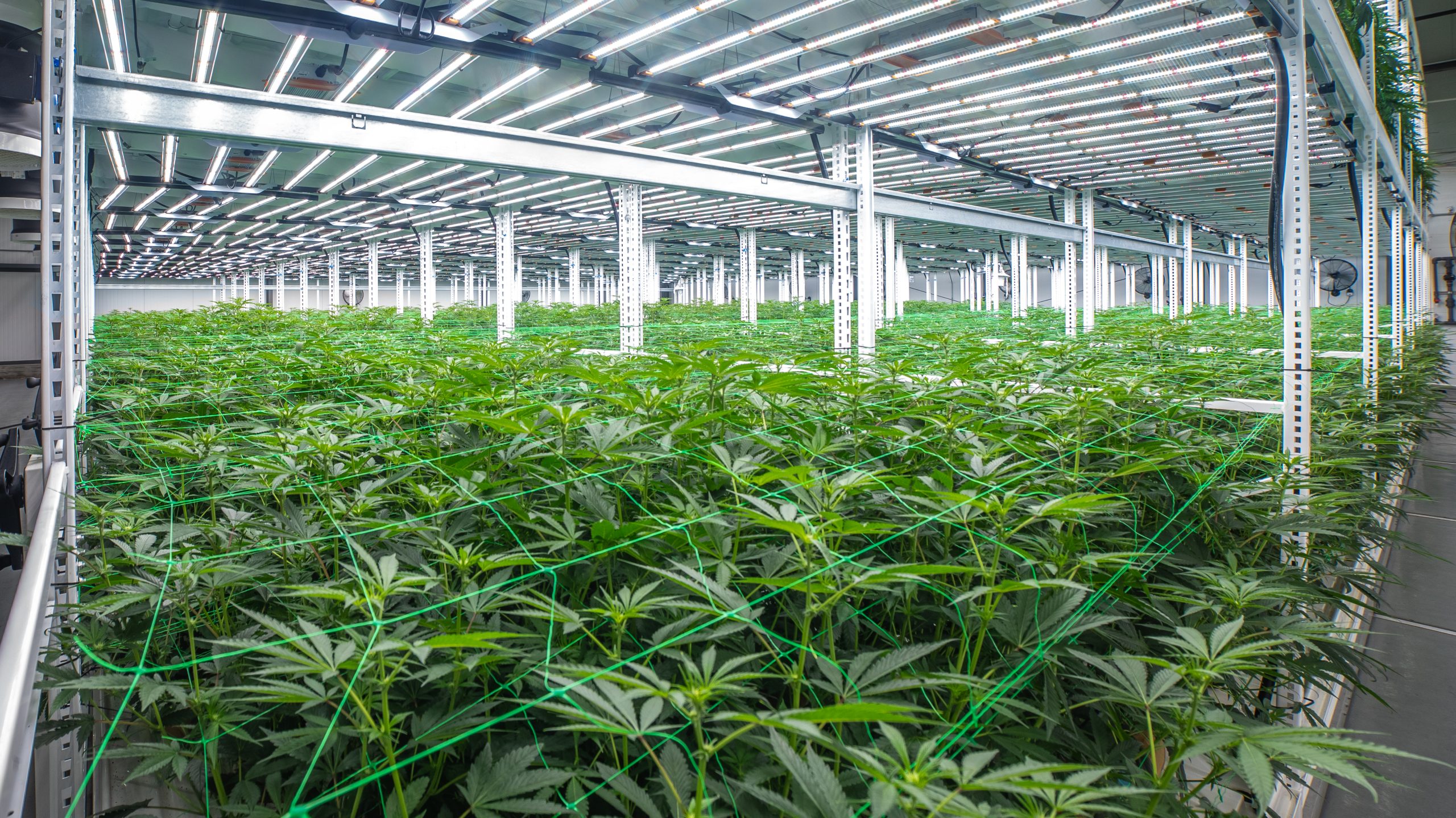 Cherokee-Grow-Room