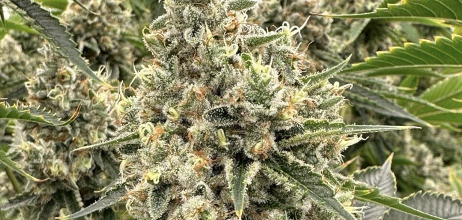 Cannabis bud closeup