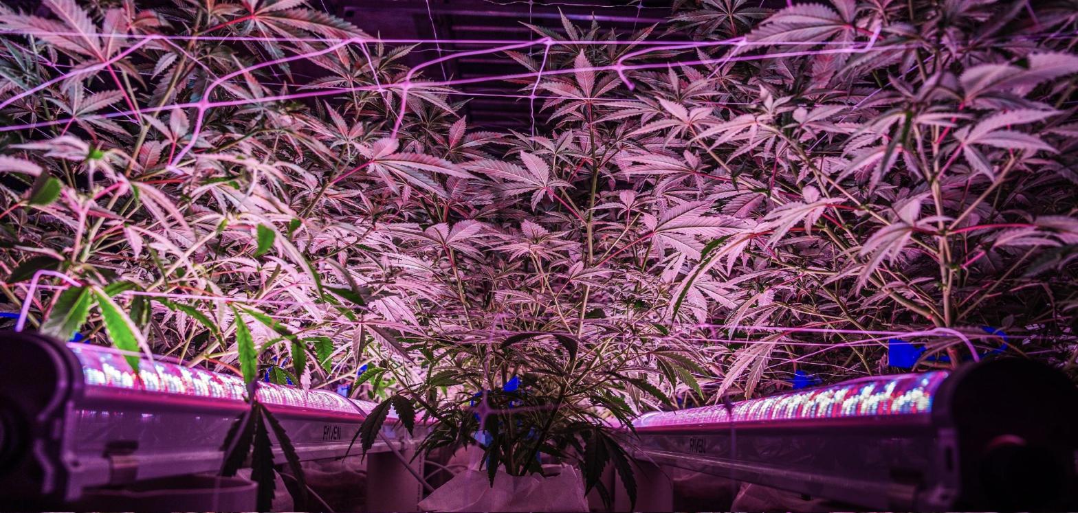 Grow room under lights