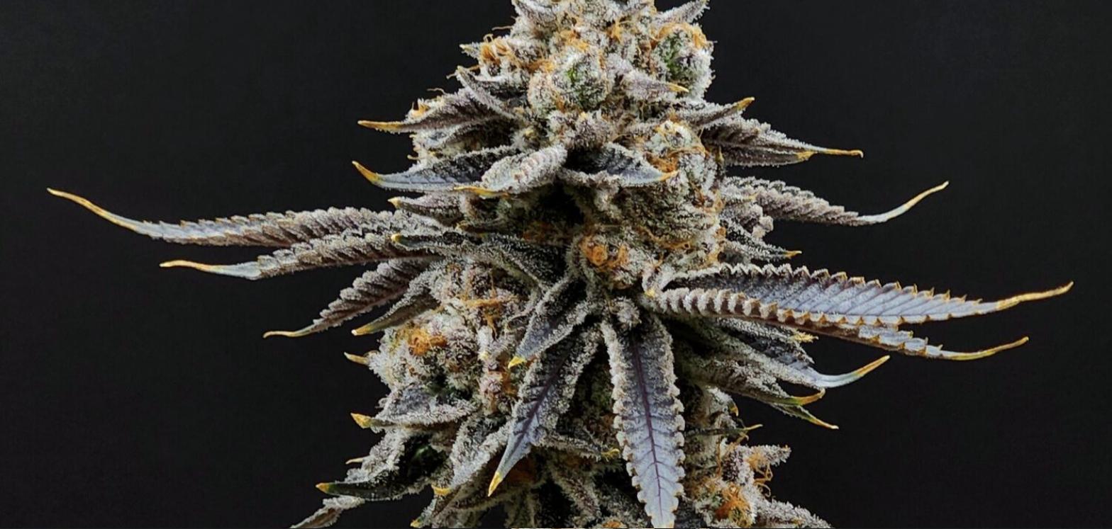 Cannabis bud closeup