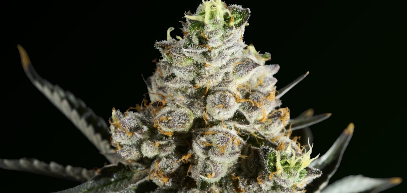 Cannabis bud closeup