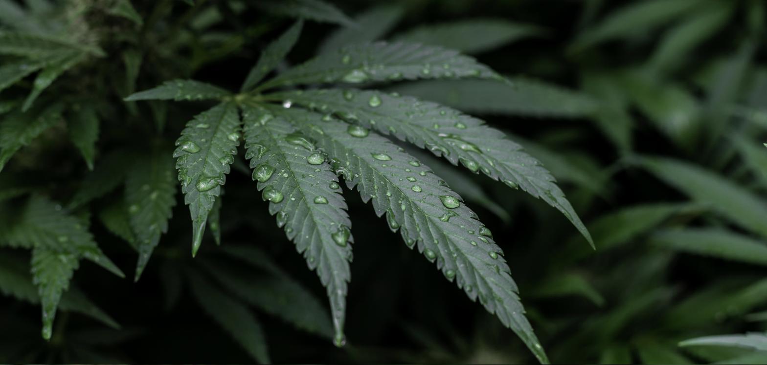 Cannabis plant